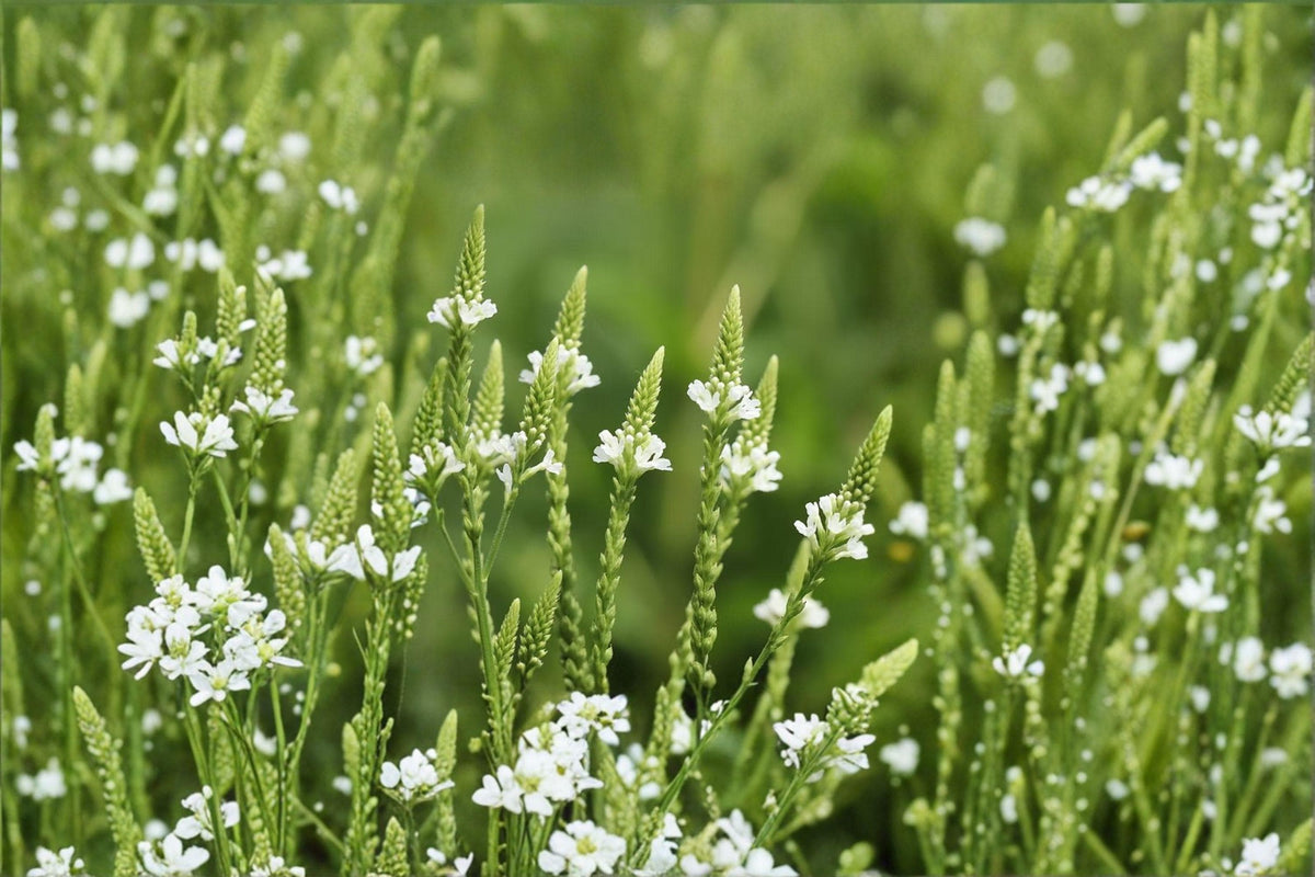 White Vervain Seeds - 100 Count - Verbena urticifolia - Shade Tolerant Woodland Perennial for Pollinator Gardens