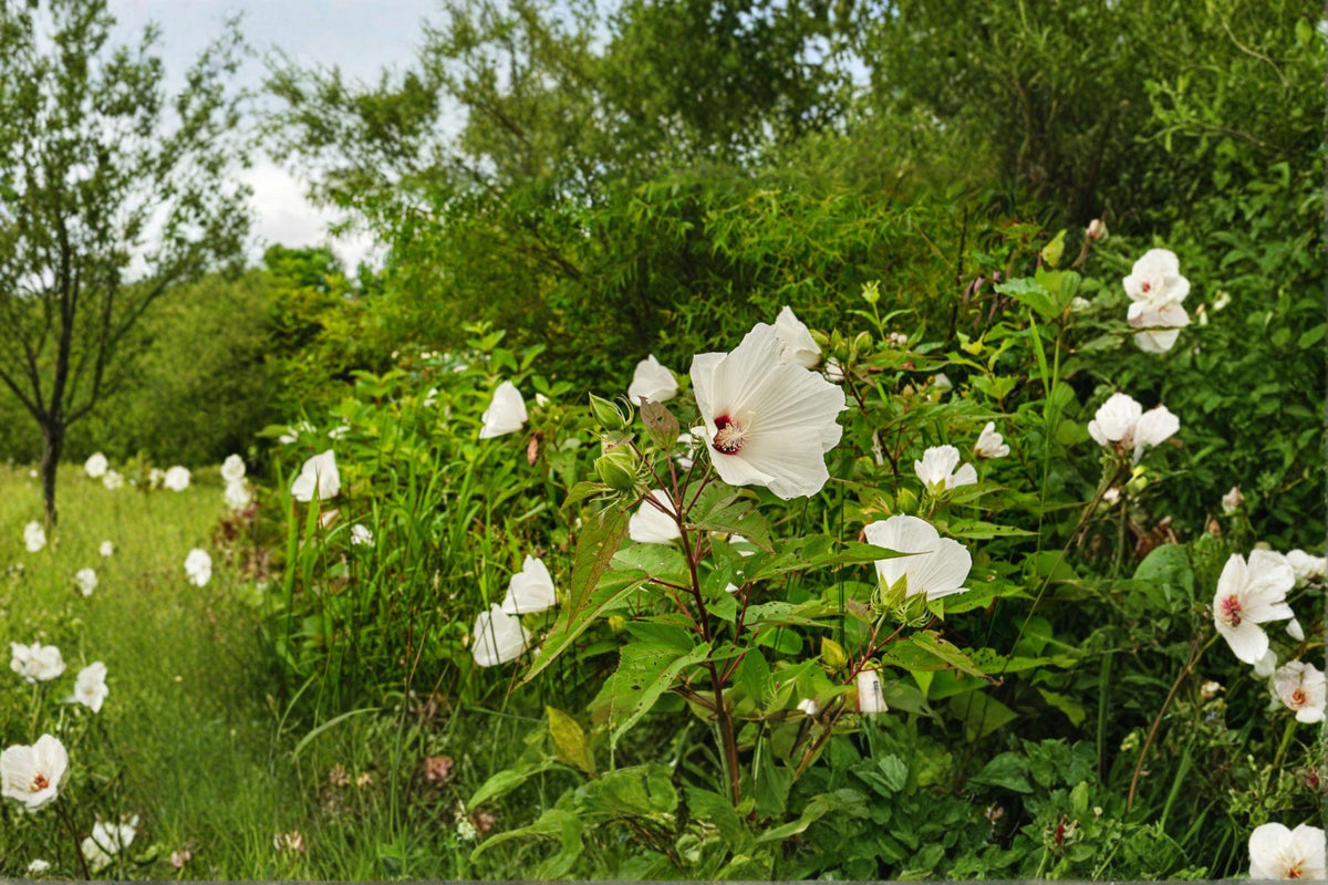 Swamp Rose Mallow Seeds – 30 Hardy Hibiscus Seeds, Pink & Rose Blooms, Hibiscus moscheutos, Native Perennial, Pollinator-Friendly