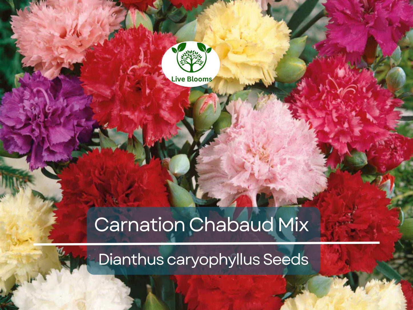 200 Carnation Chabaud Mix Seeds - Fragrant, Non-GMO, Pollinator-Friendly Florist-Grade Flowers