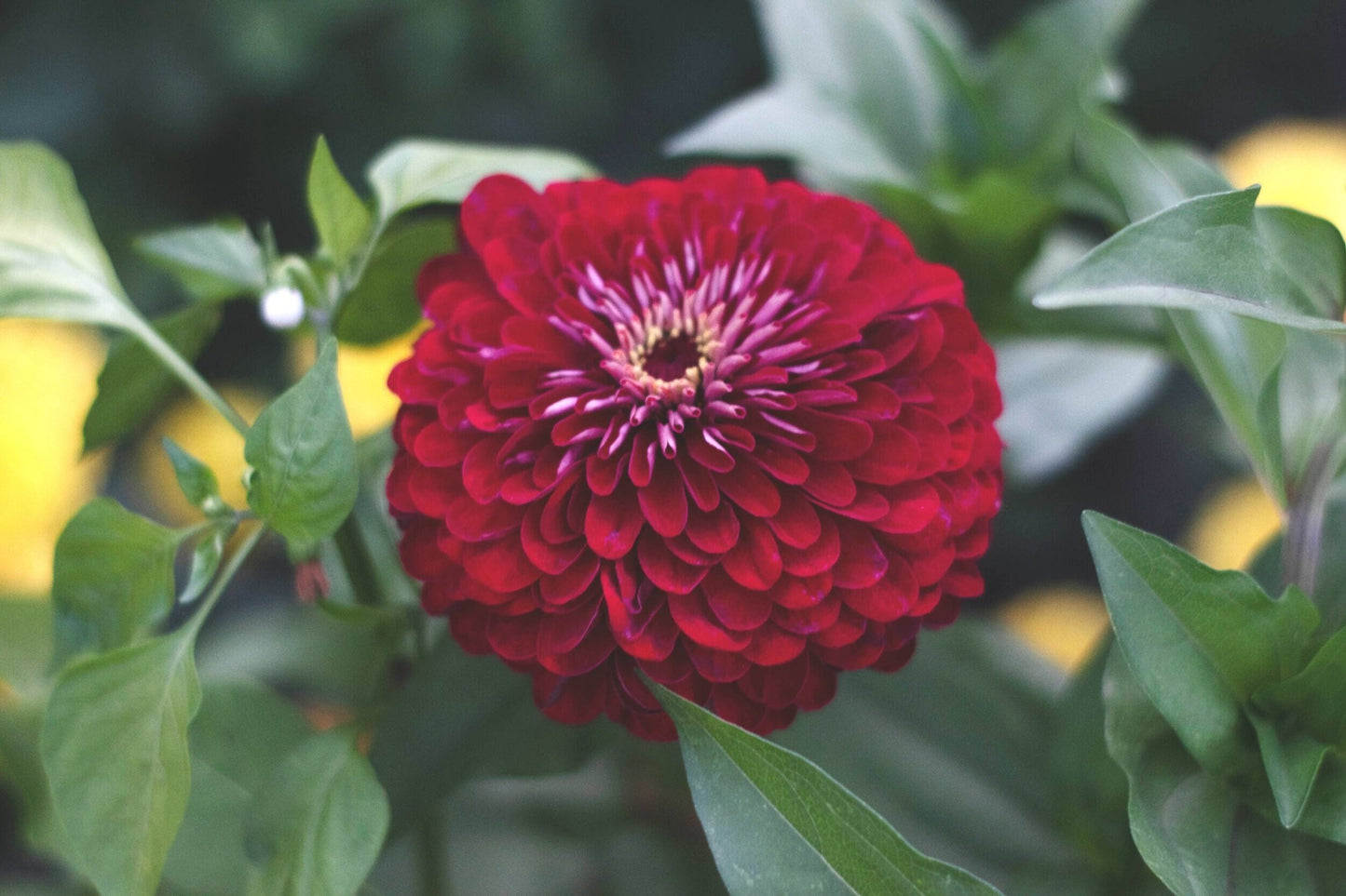 Benary Giant Wine Zinnia Seeds | 100+ Burgundy Flowers | Cut Flower & Pollinator Garden | Zinnia elegans
