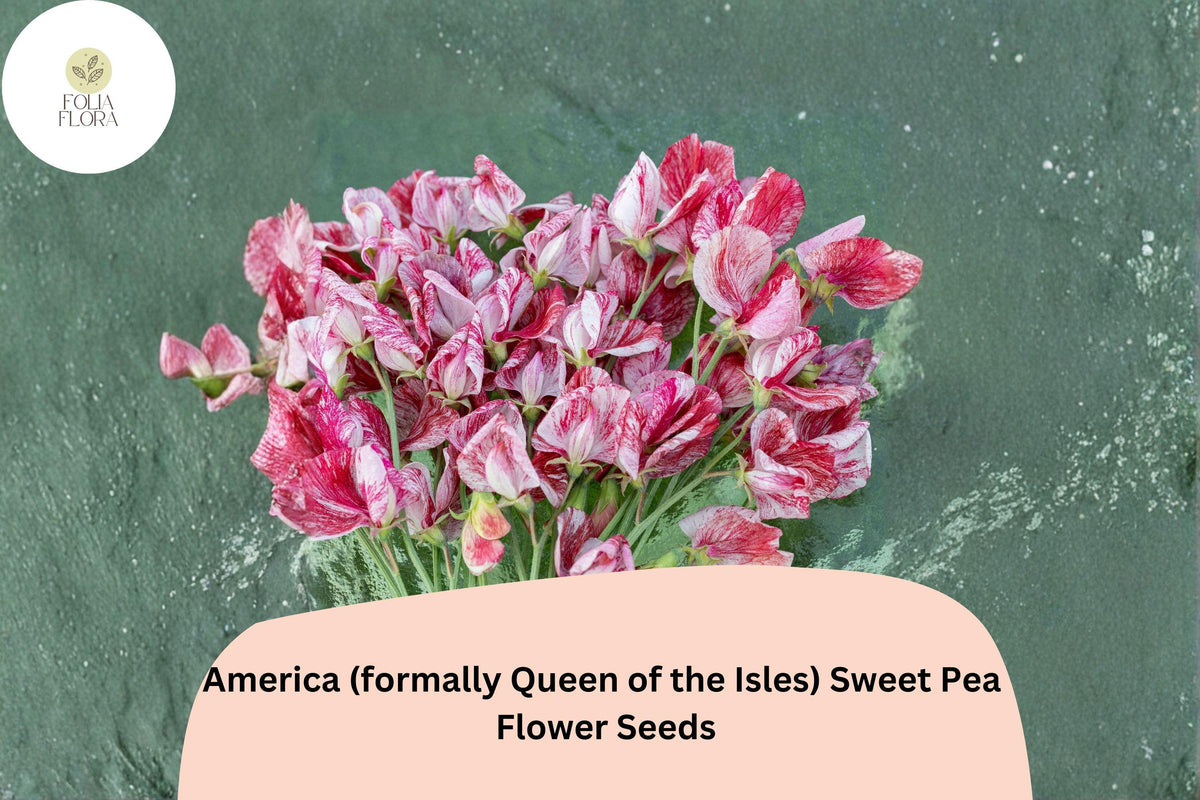 America Sweet Pea Seeds | 50+ Multi-Colored | Fragrant Climbing Annual | Lathyrus odoratus