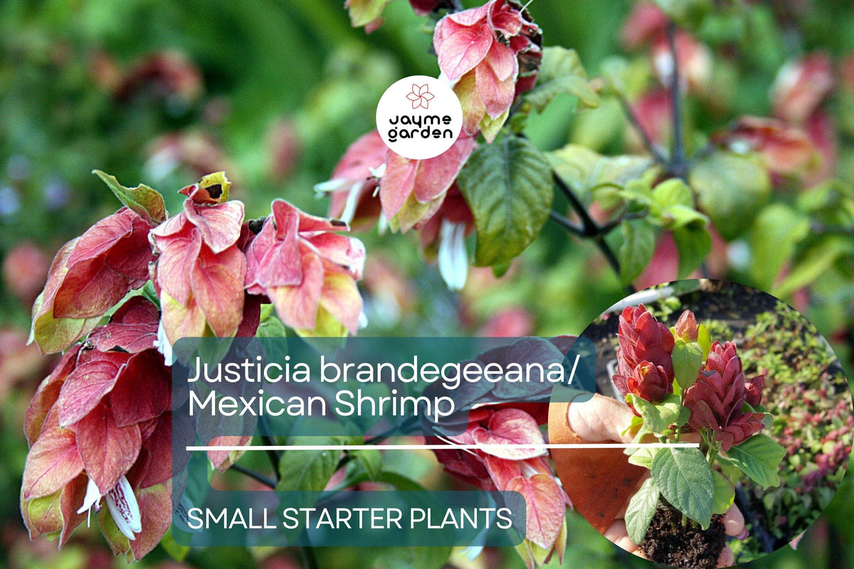 Mexican Shrimp Plant Starter, Justicia brandegeeana, Red Maroon Blooms, Tropical Evergreen, Pollinator-Friendly, 5-7 Inches Tall