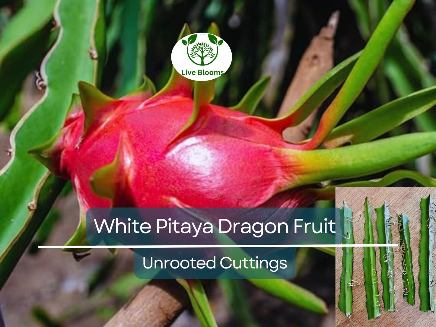 5pcs 10" Unrooted White Pitaya Dragonfruit Cuttings - Edible Hylocereus Cactus for Garden & Indoor Growing