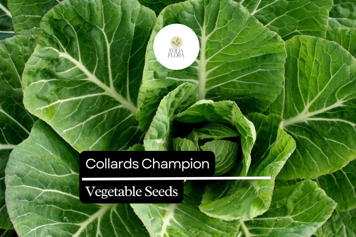 1g Collards Champion Seeds Brassica oleracea | Hardy Heirloom Greens for Gardens & Containers