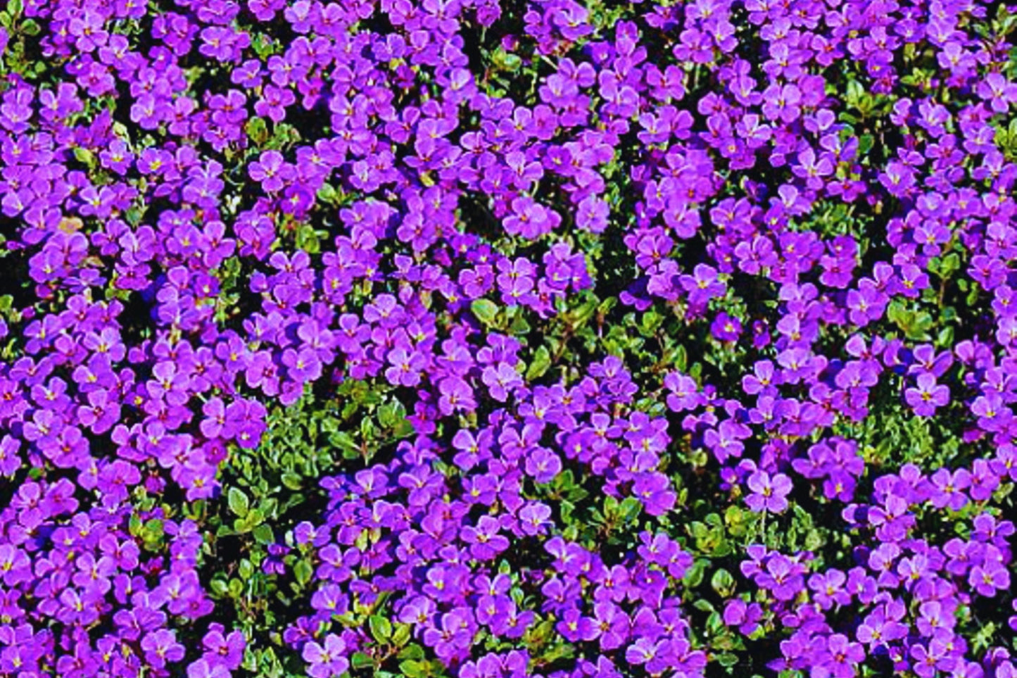 Purple Rock Cress Seeds - 200+ Aubrieta deltoidea Perennial Groundcover