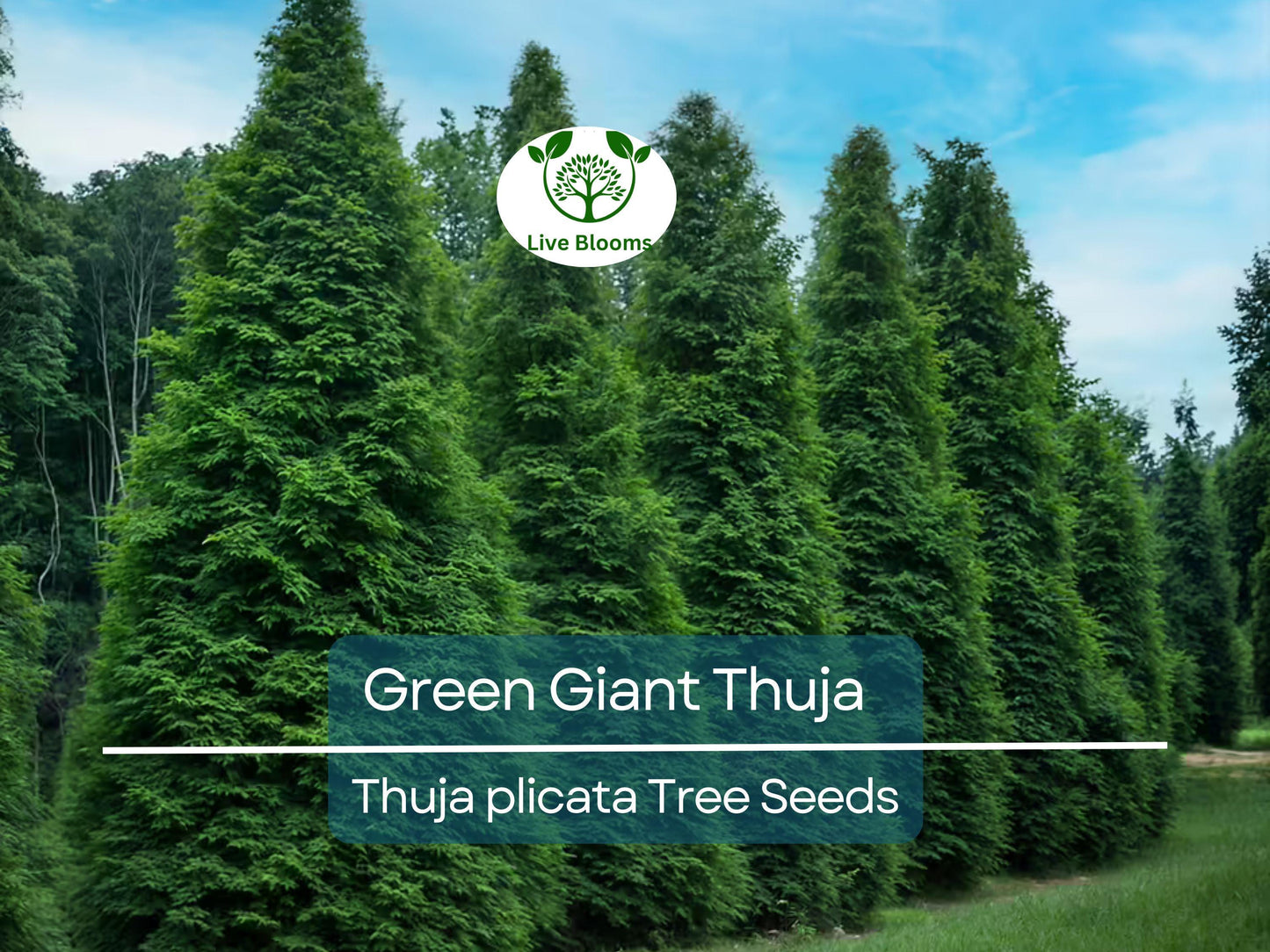 30 Green Giant Thuja Seeds (Thuja plicata) | Fast-Growing Evergreen Privacy Hedge Tree