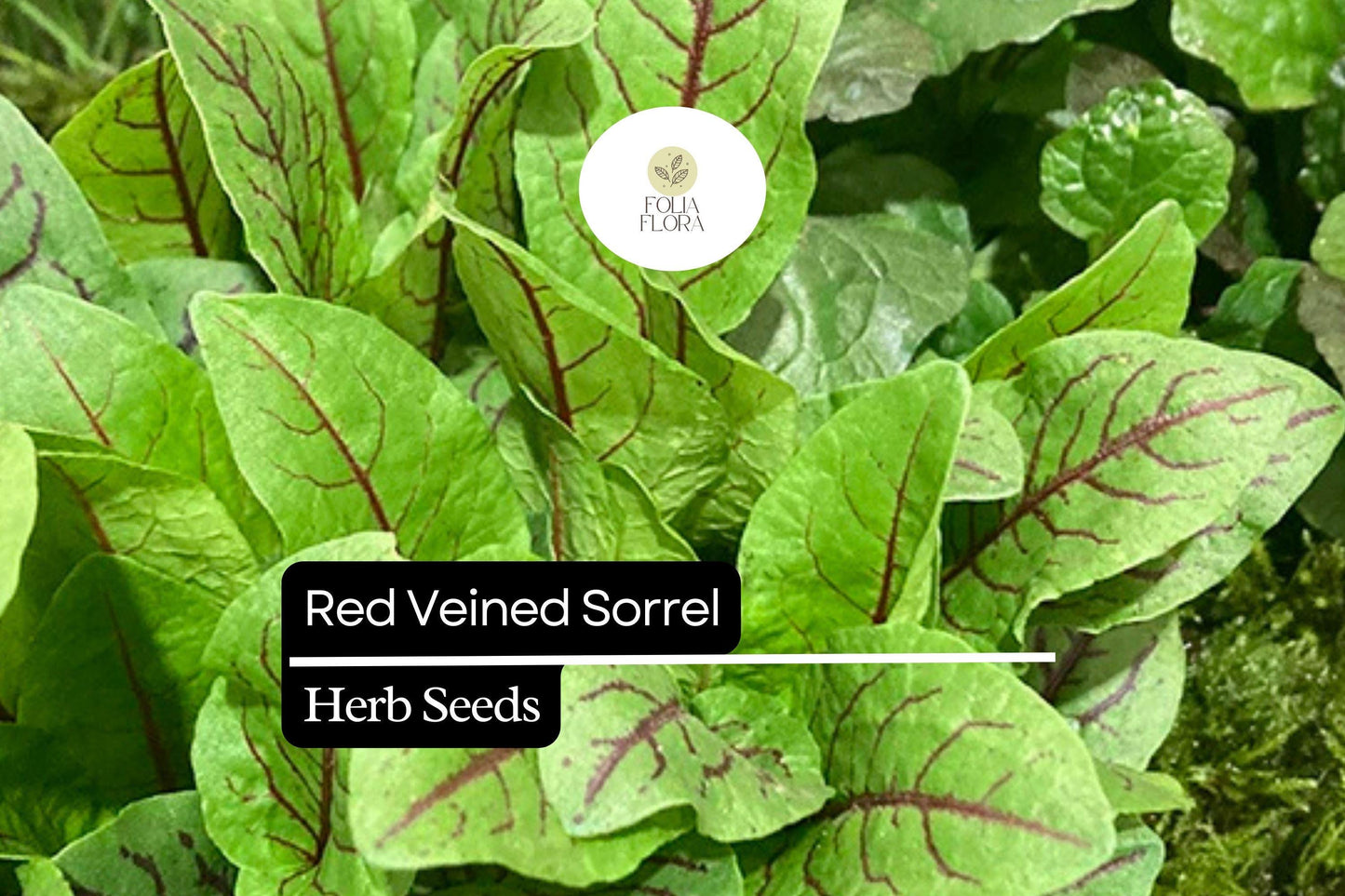 250 Seeds Red Veined Sorrel (Rumex sanguineus) – Tangy Culinary Herb with Ornamental Red Veins