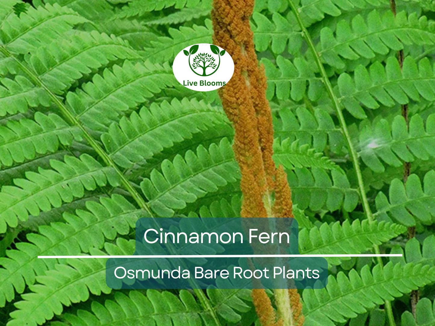 3 Bare Root Cinnamon Fern Plants – Osmundastrum cinnamomeum – Native Shade Perennial for Moist Woodland Gardens