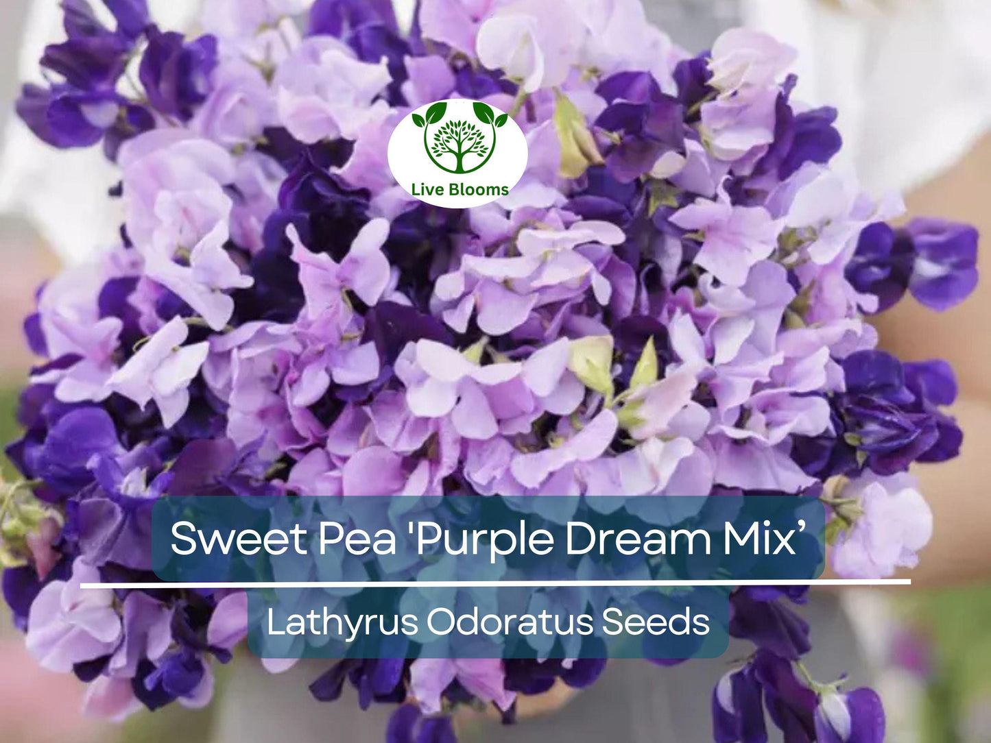 15 Seeds Sweet Pea Purple Dream Mix - Fragrant Climbing Vine Flowers Non-GMO Lathyrus Odoratus