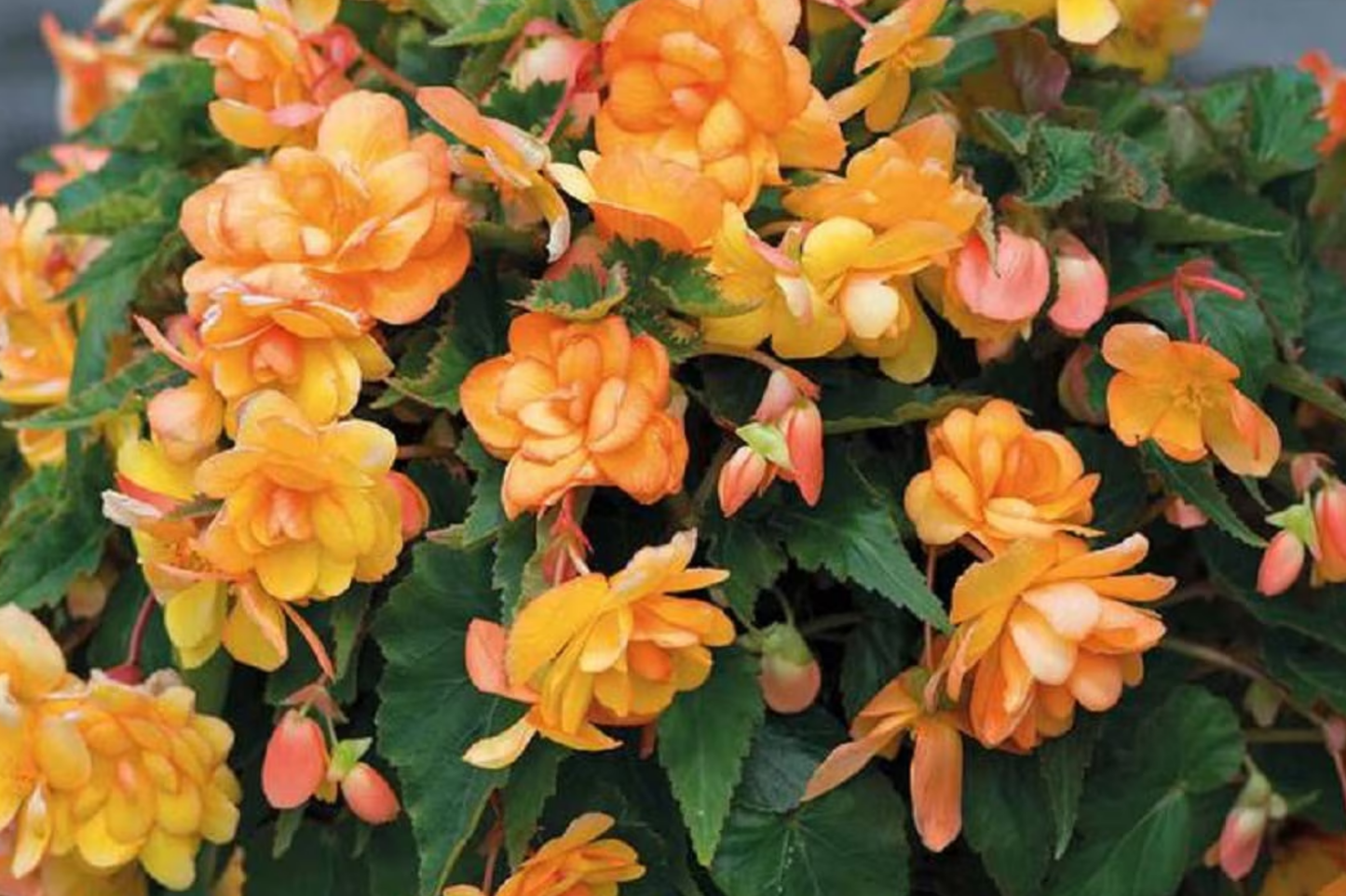 Begonia Bossa Nova Yellow Seeds - 5 Pack, Pale Yellow Blooms, Compact Annual Flowering Plant