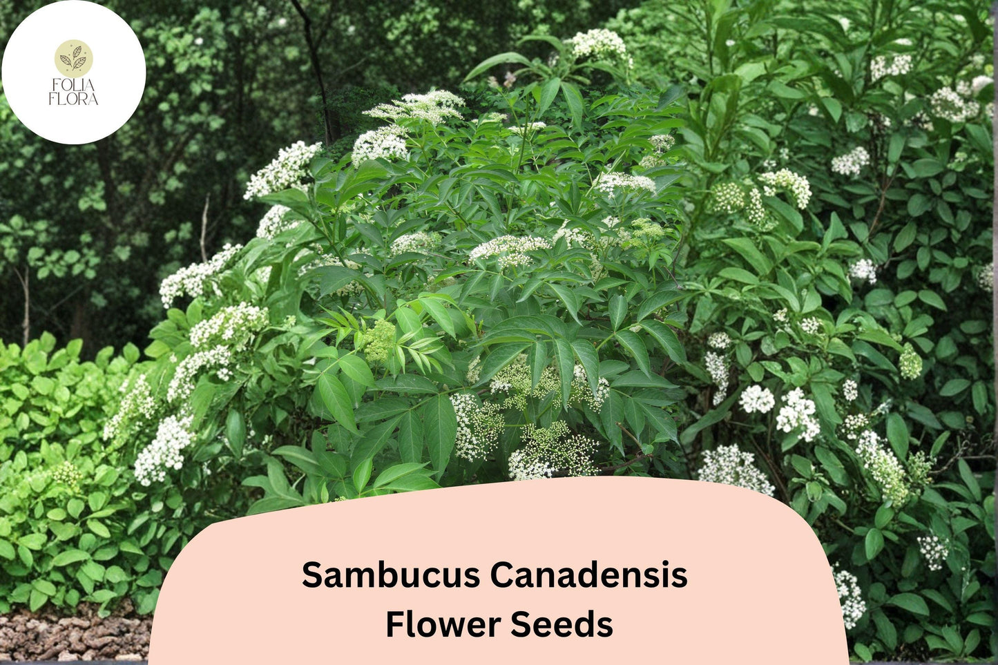 100 Sambucus canadensis Seeds | American Elderberry Native Shrub for Wildlife & Garden