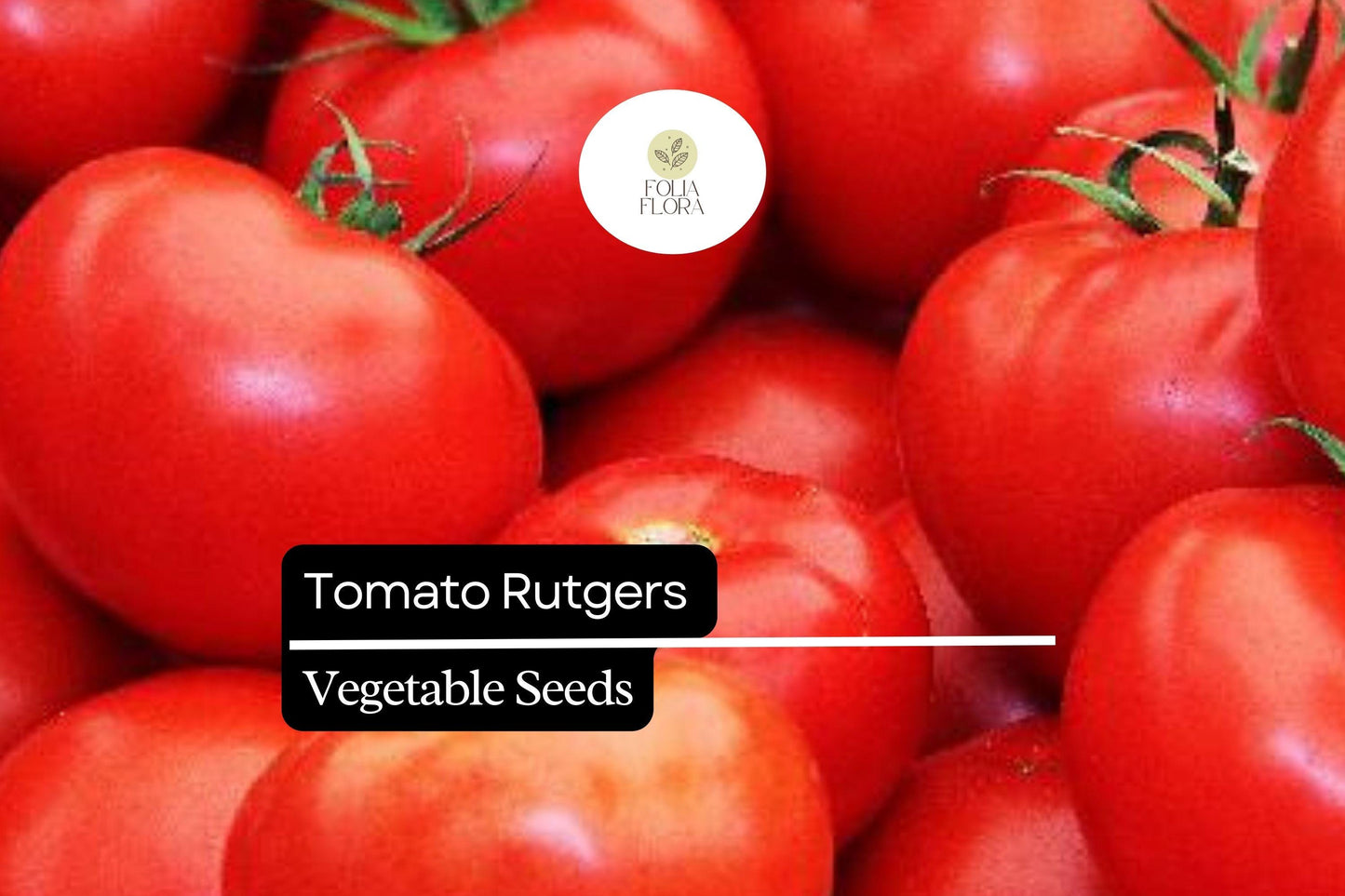 100mg Tomato Rutgers Seeds - Heirloom, Non-GMO, Disease-Resistant, Ideal for Canning & Fresh Use