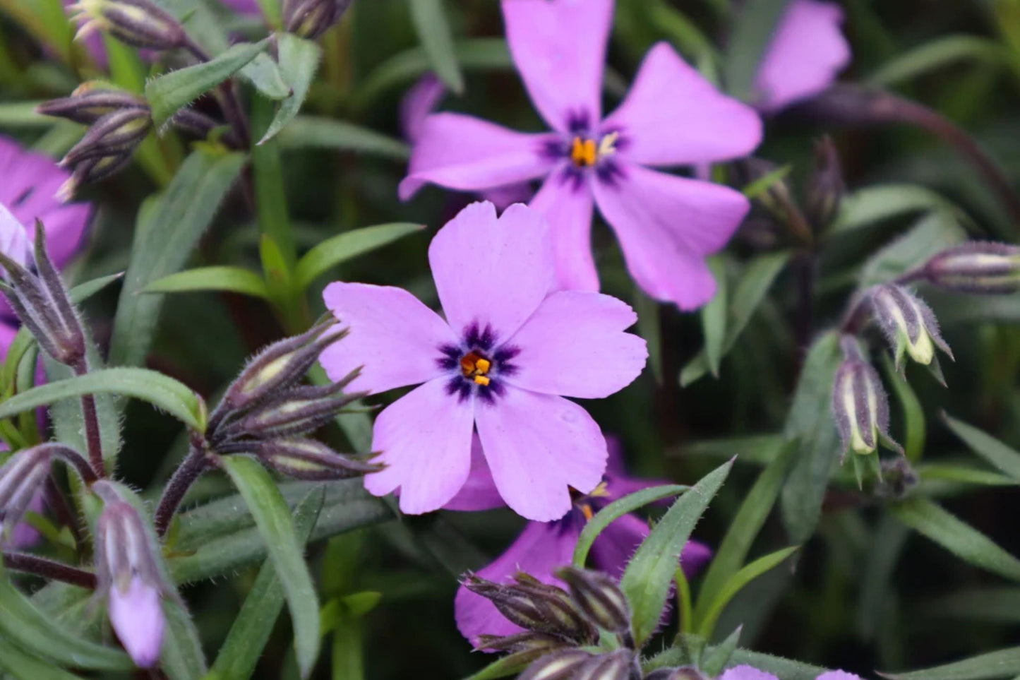 Purple Moss Phlox Seeds - Non-GMO Ground Cover Perennial, Purple Flowers, Phlox subulata, Pollinator-Friendly, USDA Zones 3-9