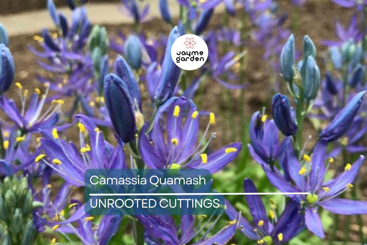 Camassia Quamash Bulbs - 5 Live Deer-Resistant Lavender-Blue Flower Bulbs, Easy to Grow, USDA Zones 4-8, Indian Hyacinth