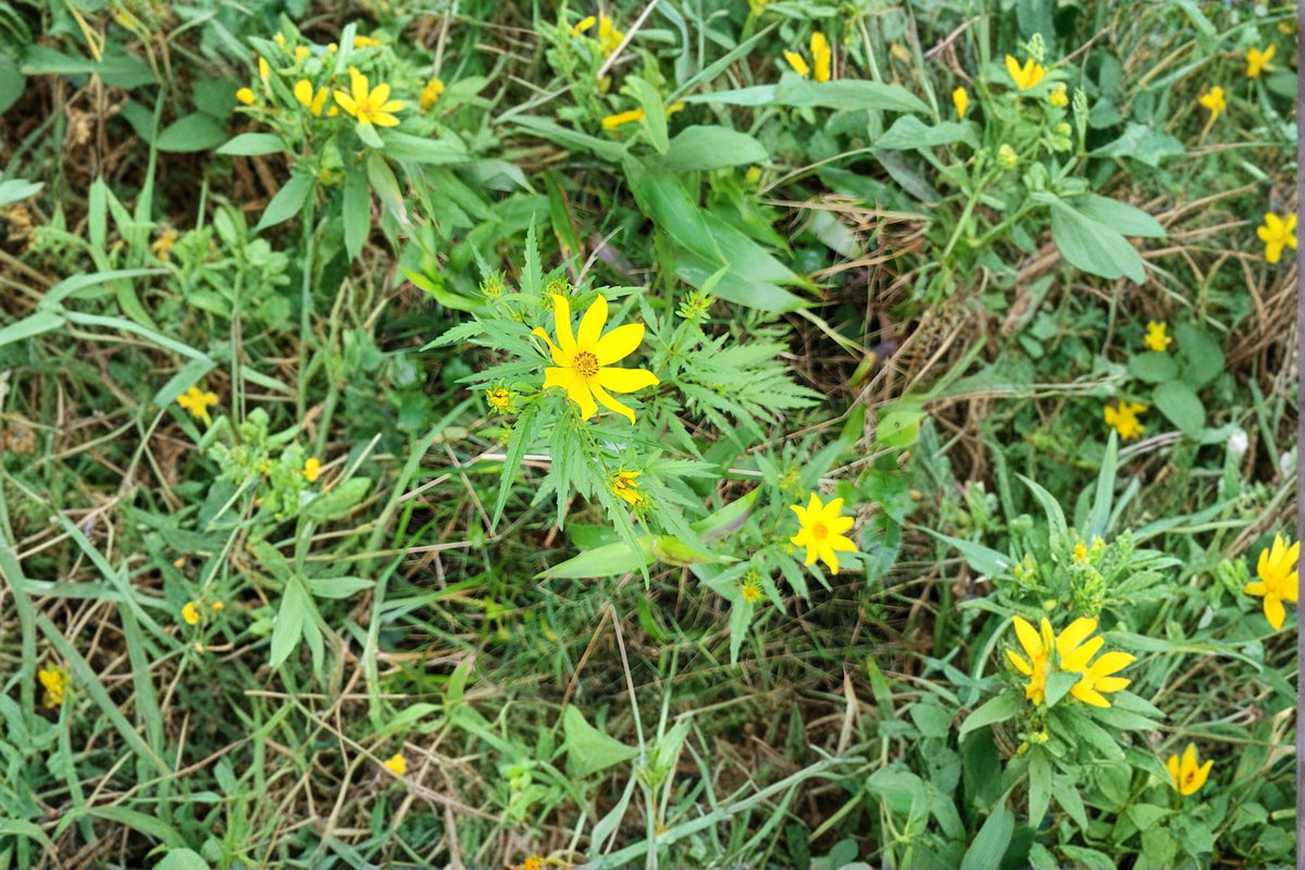 Bearded Beggarticks Seeds - 30 Native Yellow Wildflower Seeds - Pollinator-Friendly Bidens polylepis for Garden & Landscape