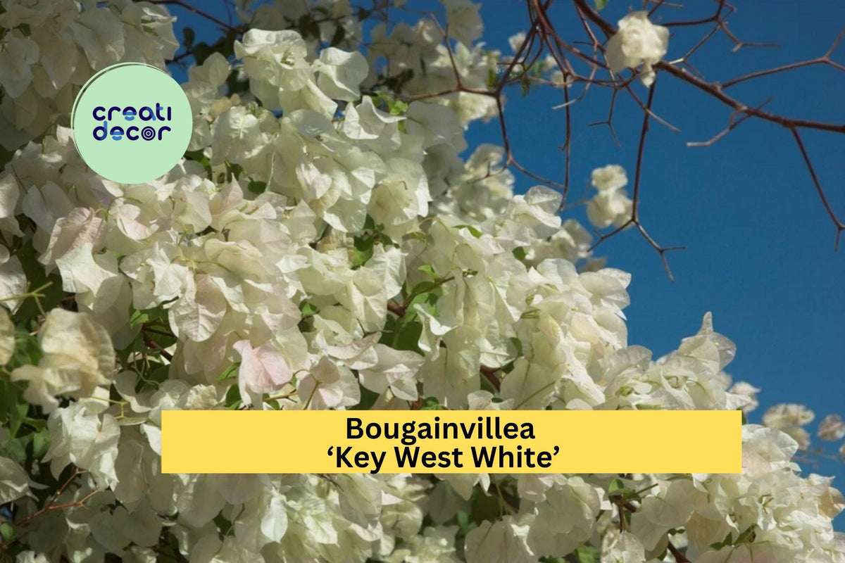 Bougainvillea Key West White Live Rooted Starter Plant - White Flowering Vine for Garden & Patio