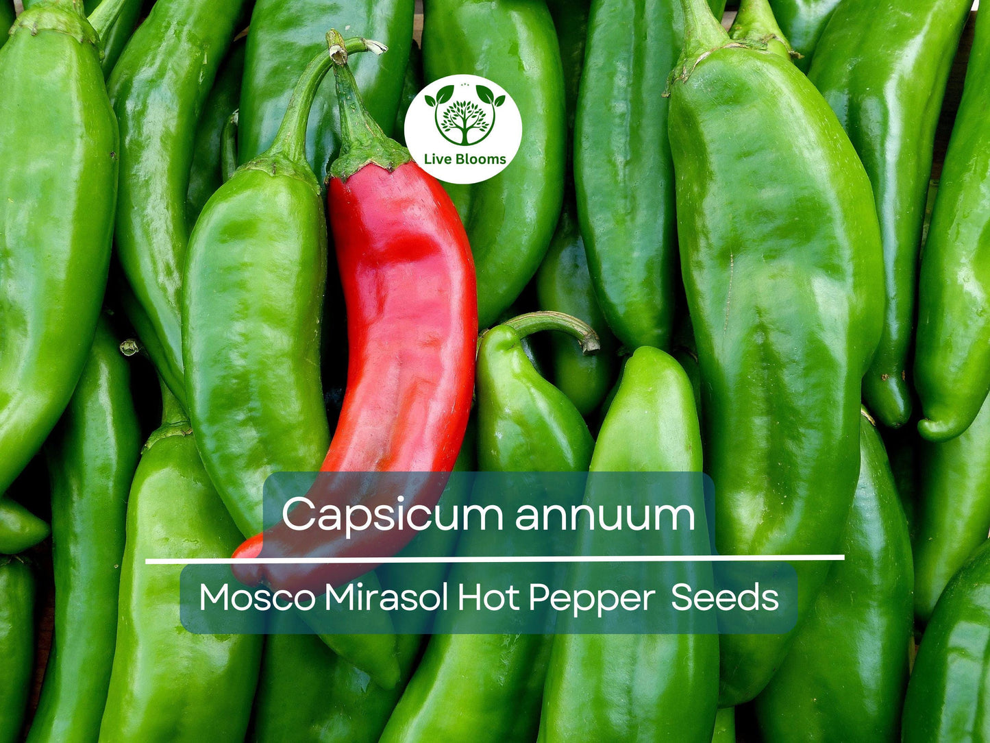 250 mg Mosco Mirasol Chile Seeds - Heirloom Pueblo Guajillo Hot Pepper Capsicum annuum for Planting & Cooking