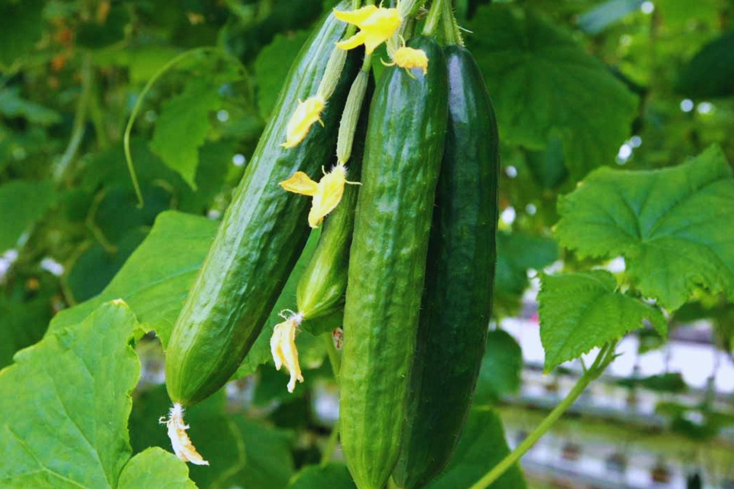 Spacemaster Cucumber Seeds - Non-GMO, Easy to Grow, Compact Bushy Growth