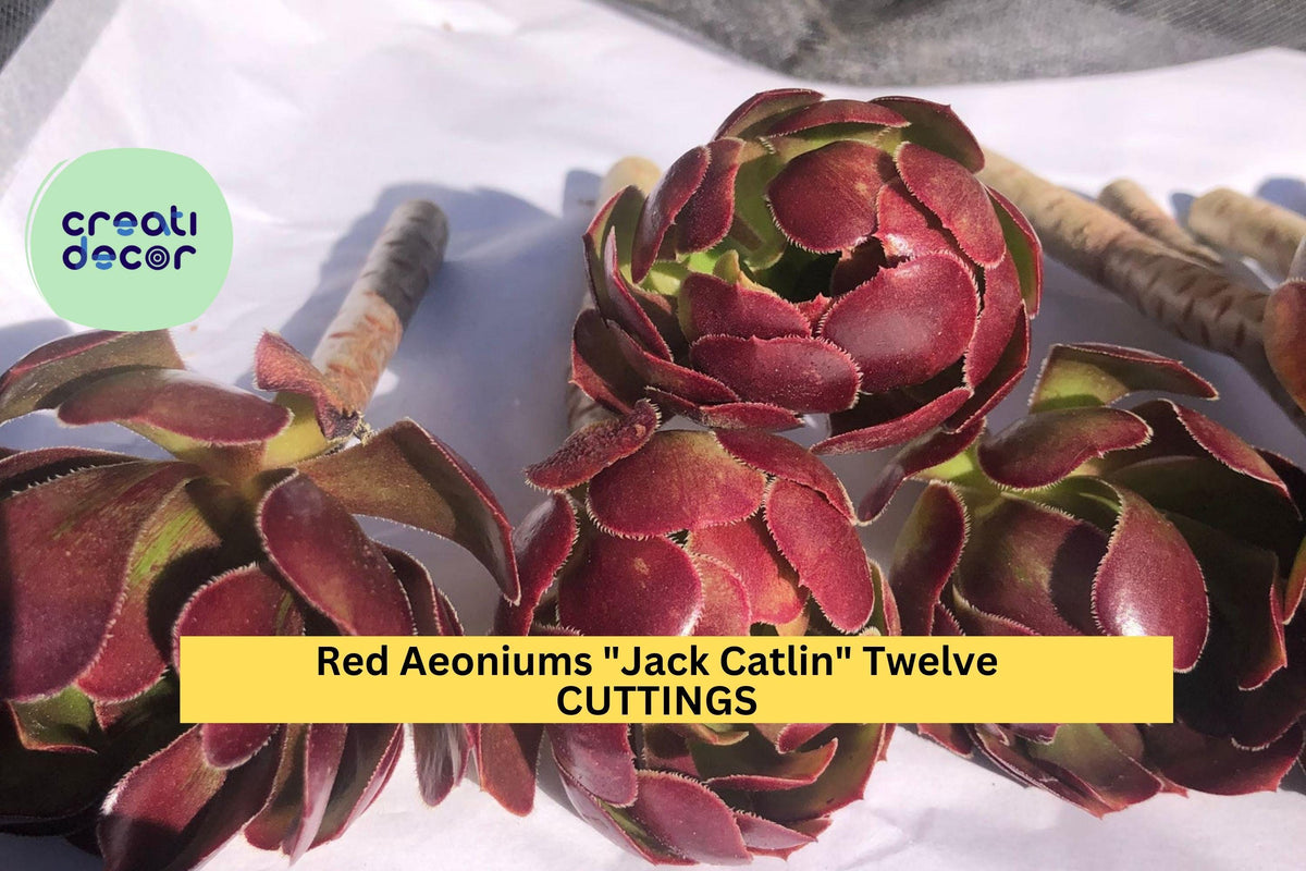 12 Aeonium 'Jack Catlin' Cuttings | Red Rosette Succulent | Unrooted 6" Stems for Containers & Gardens | Drought Tolerant