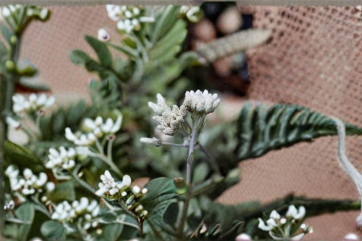 Prairie Pussytoes Seeds - 100 Count | Antennaria neglecta | Native Perennial Groundcover | Butterfly Host Plant | Dry Soil