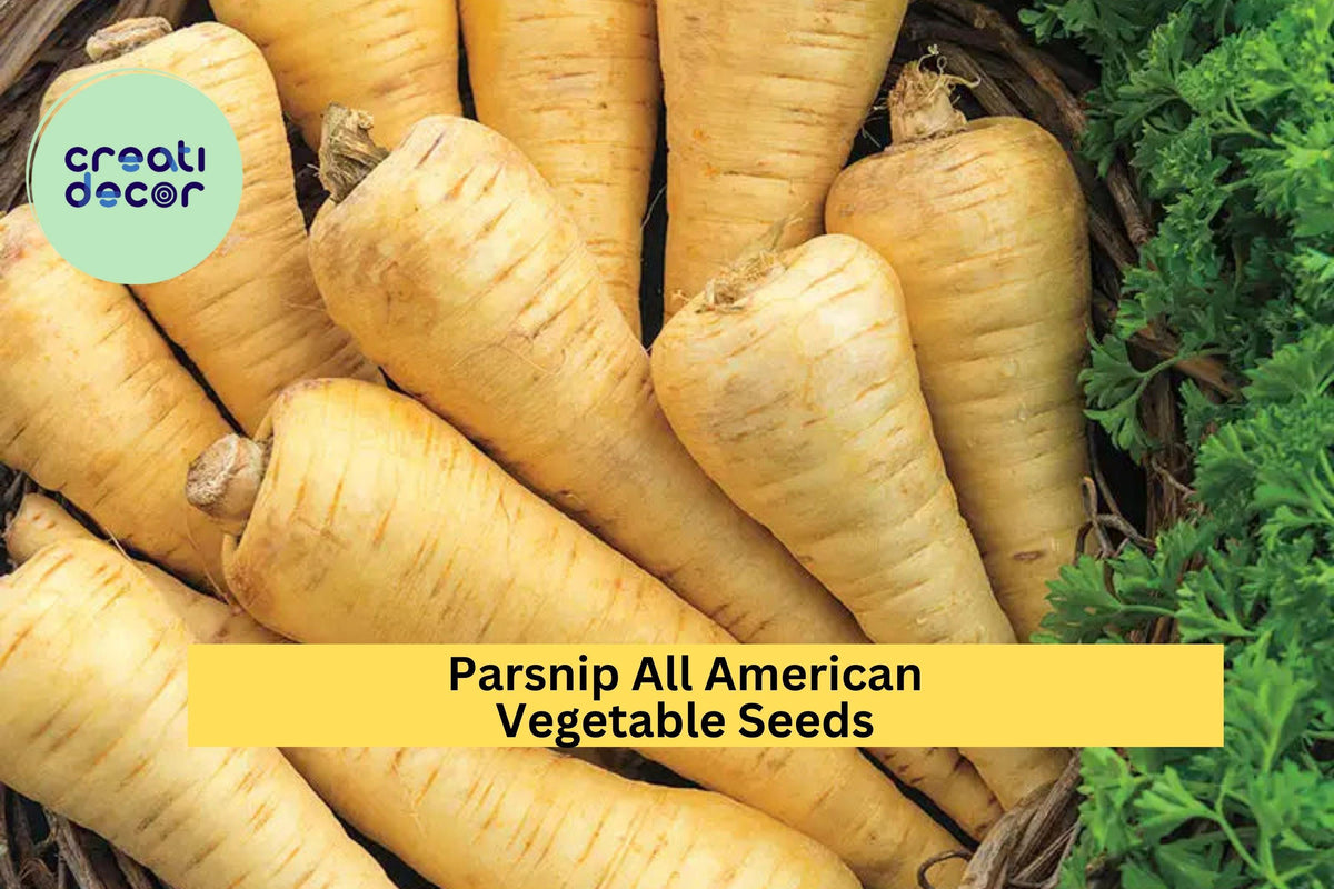 Parsnip Seeds 3pcs 1g All American Heirloom Pastinaca sativa – Sweet Nutty Roots for Roasting & Soups, Cool Season Gardening