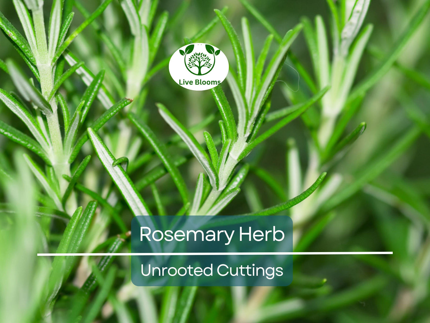 15 Organic Rosemary Herb Plant Cuttings - Rosmarinus Officinalis, 10" Unrooted, Easy to Grow Culinary Herb