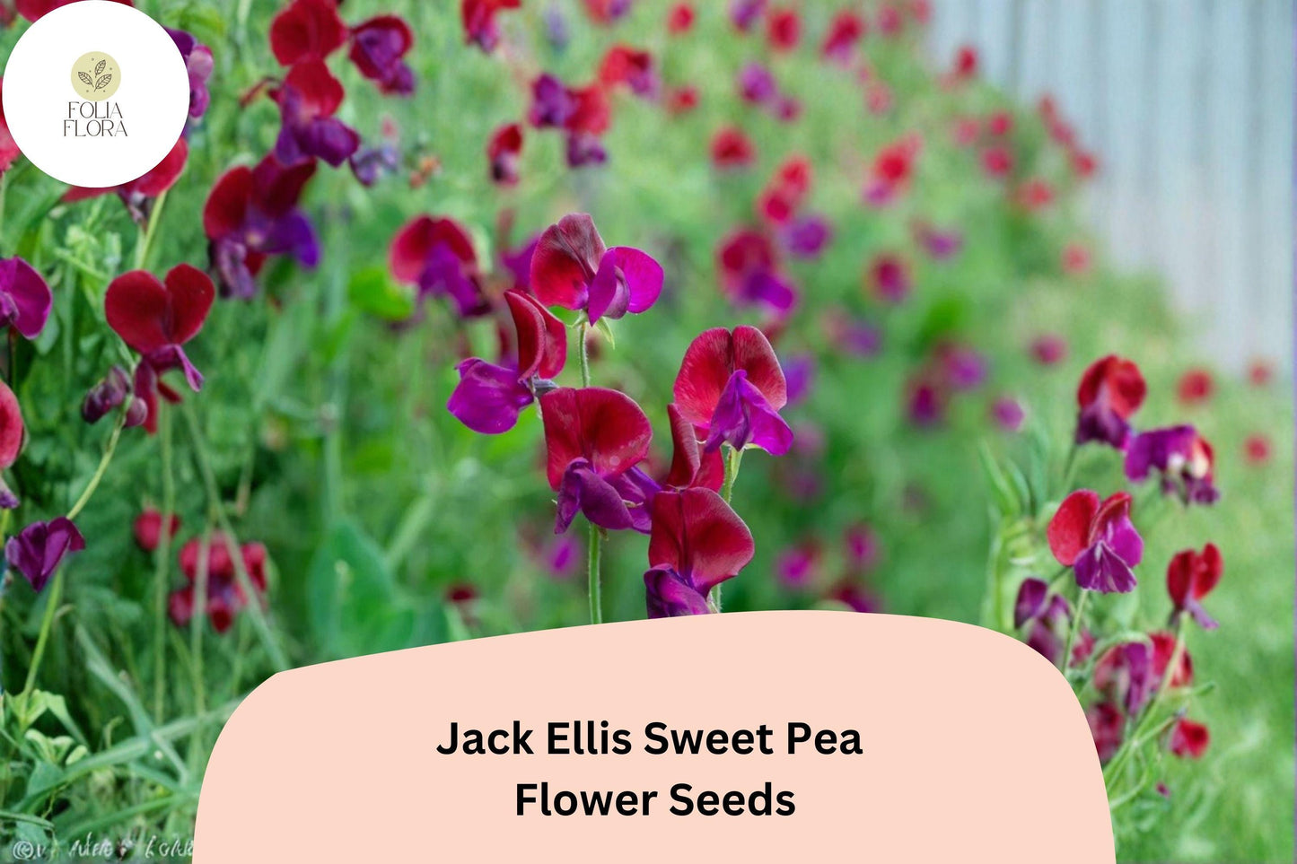50+ Jack Ellis Sweet Pea Seeds | Deep Maroon Climbing Annual Vine for Trellises & Gardens