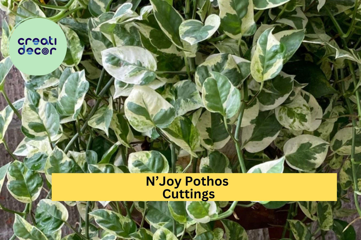 N’Joy Pothos Cuttings - 3 Unrooted Variegated Vine - Epipremnum aureum ‘N’Joy’ - Easy to Grow Indoor Houseplant
