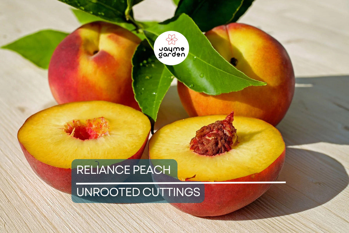 Reliance Peach Scion Cuttings 10-12" Non-Rooted for Grafting - Prunus persica 'Reliance' - Cold Hardy Fruit Tree Cuttings