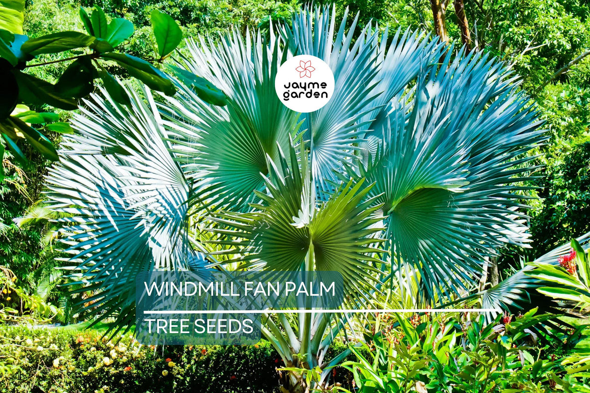 10 Windmill Palm Seeds, Cold Hardy Fan Palm, Trachycarpus fortunei, Perfect for Landscapes & Containers, Green Foliage, Yellow Flowers