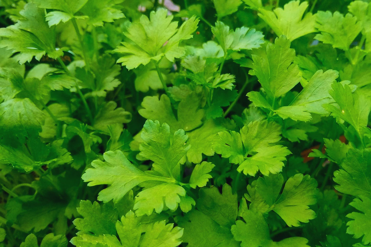 Italian Parsley Seeds | Non-GMO Petroselinum crispum for Garden & Culinary Use