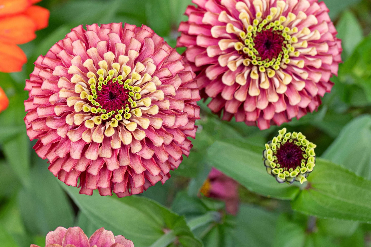 Queen Lime Red Zinnia Seeds - Bi-Color Flowers for Butterfly Garden, Cut Flowers, Easy Grow, Zinnia elegans, USA Grown
