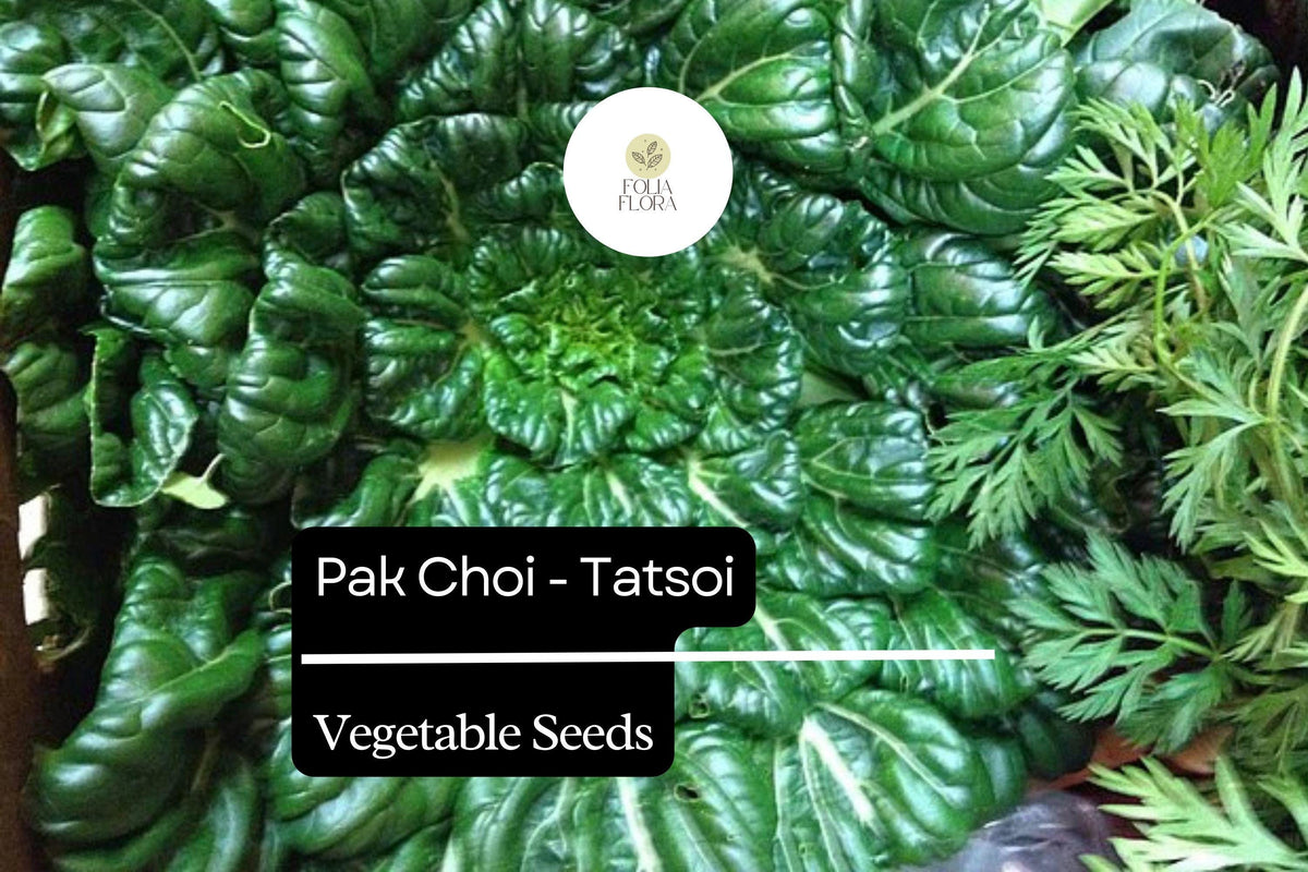 500mg Pak Choi Tatsoi Seeds - Heirloom Asian Greens for Salads, Stir-Fries & Soups