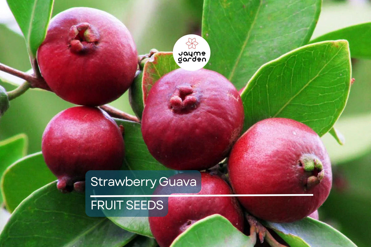 Strawberry Guava Seeds - 20 Pack - Edible Fruit Tree, Psidium cattleianum, Hardy in Zones 9-11, Fast Growing Tropical Fruit