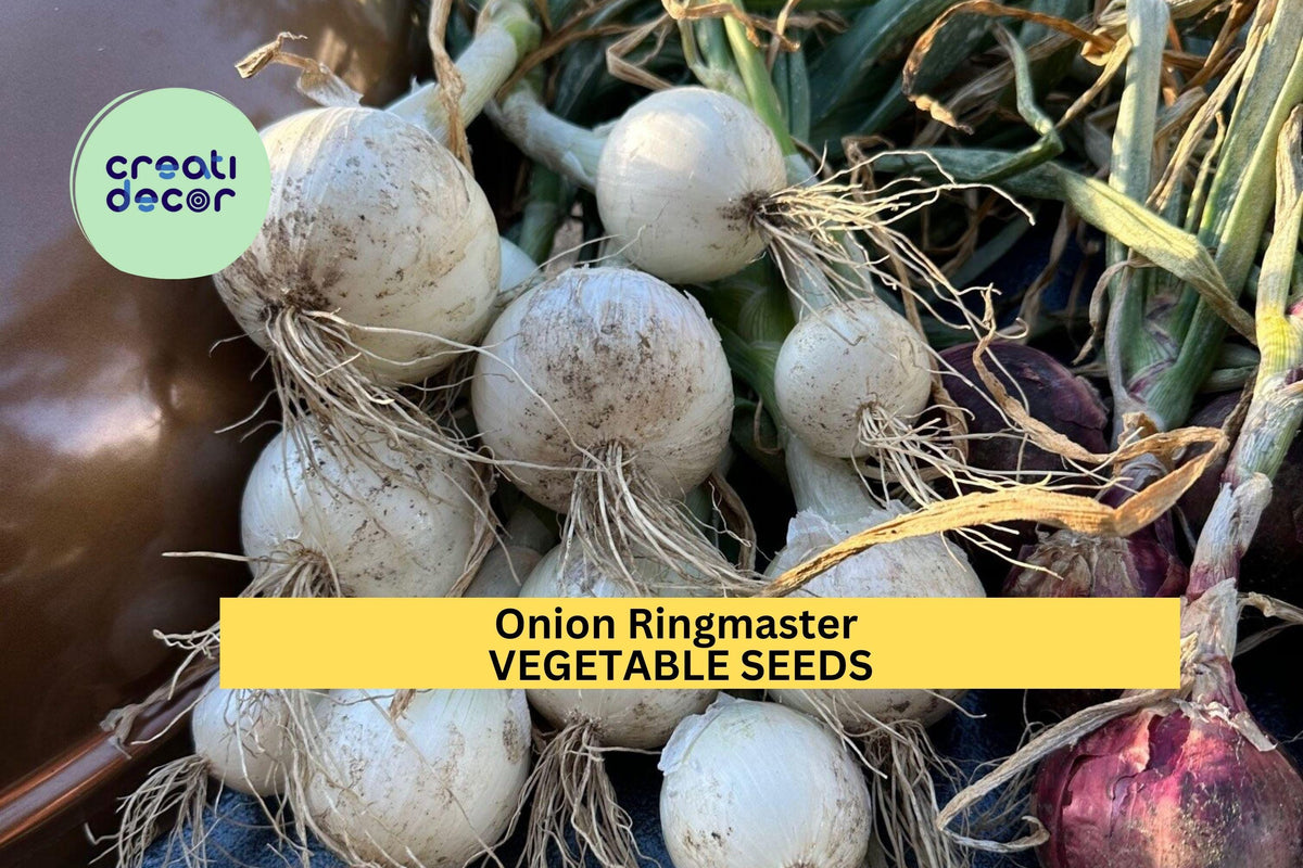 Onion Ringmaster Seeds - 3pcs 250mg Large Sweet White Bulbs - Allium cepa - Ideal for Onion Rings & Fresh Slicing