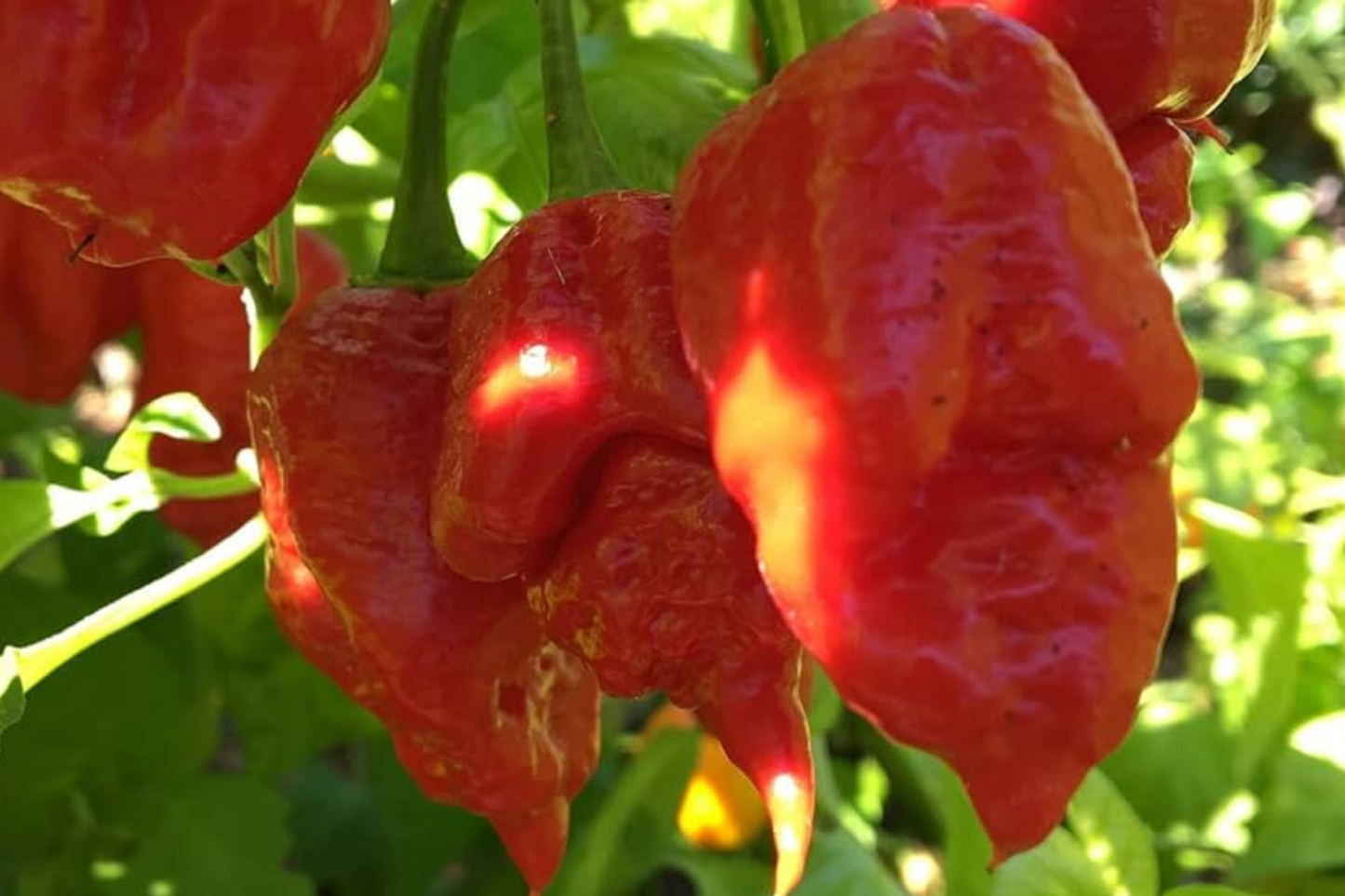 3 Apocalypse Red Scorpion Pepper Starter Plants - Super Hot Chili, Fiery Red Pods, Capsicum chinense