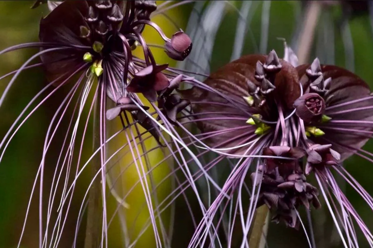 Black Bat Orchid Seeds β Rare Tacca chantrieri with Unique Bat-Shaped Deep Purple Blooms, Tropical Houseplant, USDA Zones 10-11