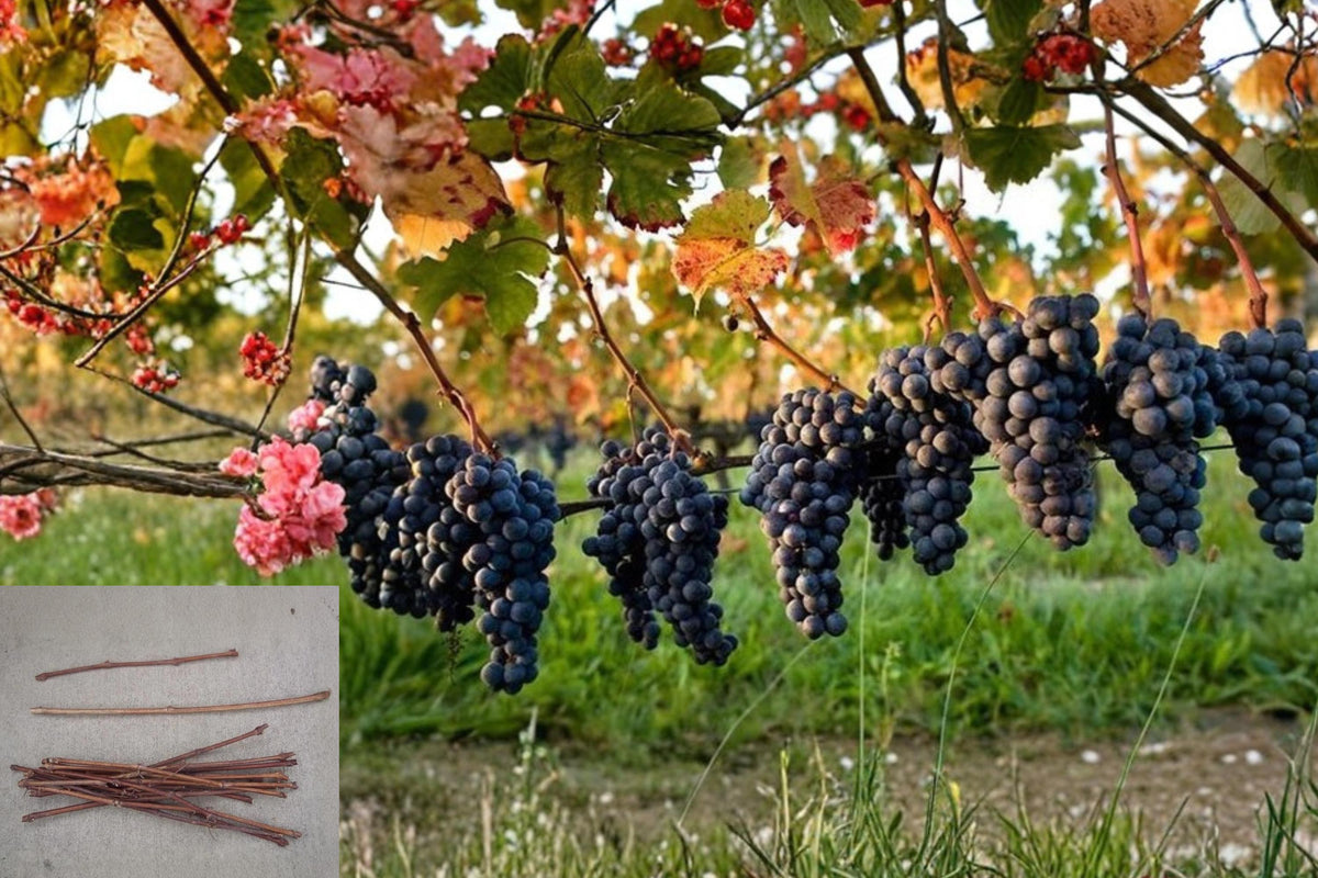 Assorted Grape Vine Cuttings 45 Unrooted Scions Mixed Varieties Vitis spp. for Propagation and Gardening