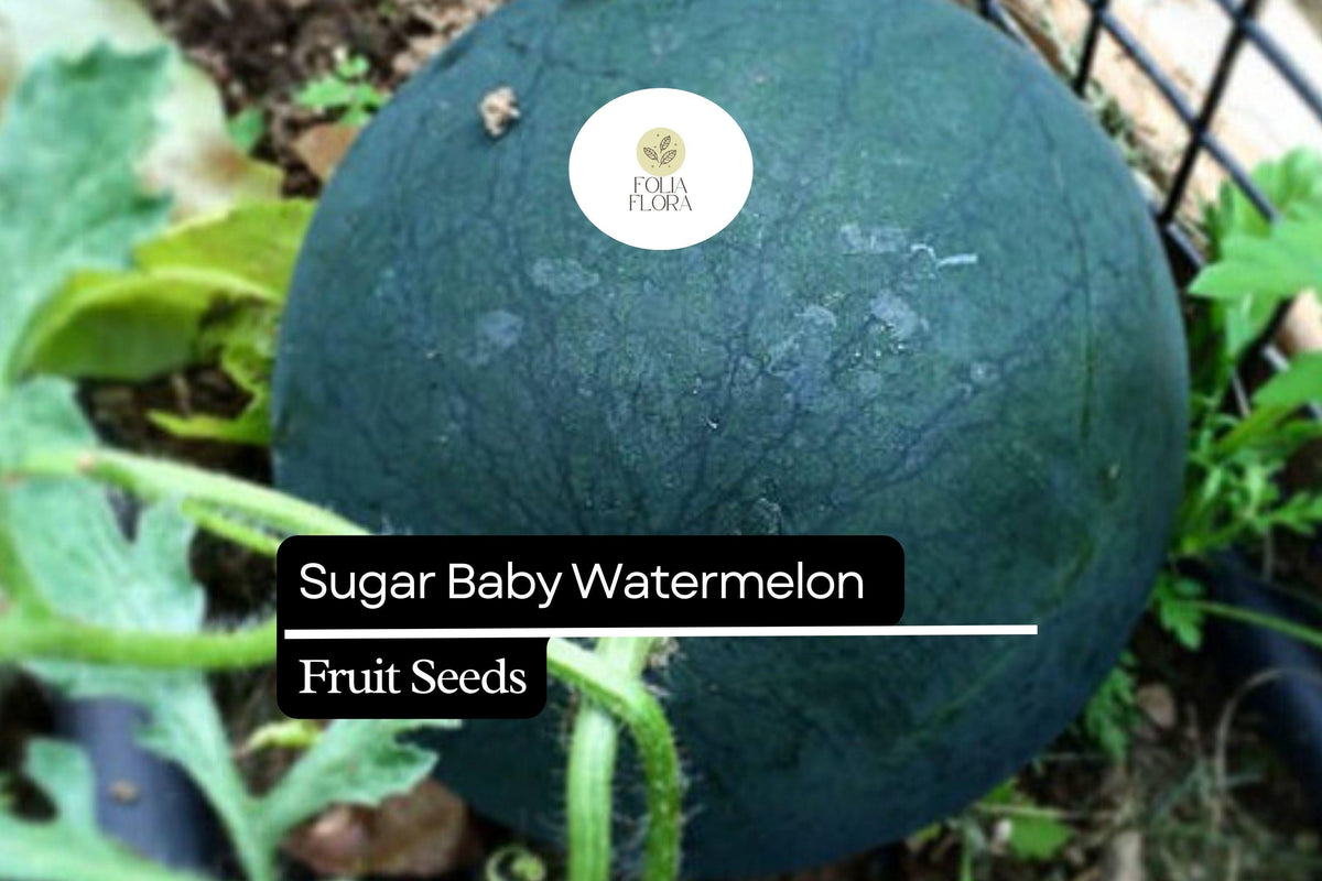 Sugar Baby Watermelon Seeds - 25 Count - Sweet Icebox Variety - Citrullus lanatus - Compact, Easy to Grow for Home Gardens