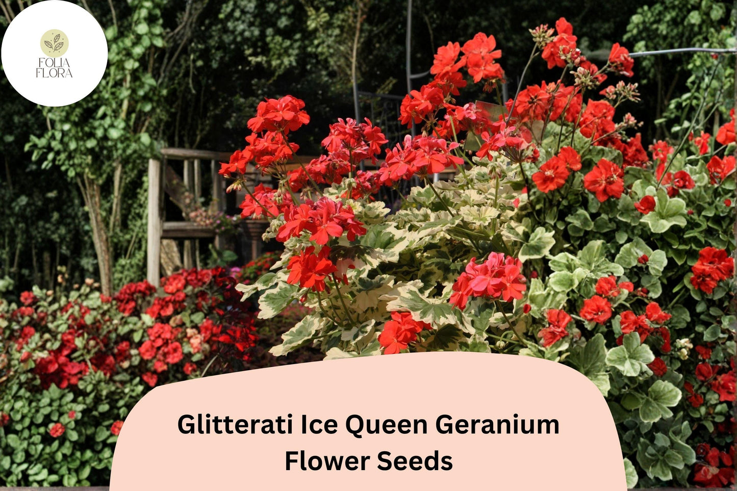 25+ Glitterati Ice Queen Geranium Seeds | Orange Ivy Leaf Pelargonium with Variegated Foliage