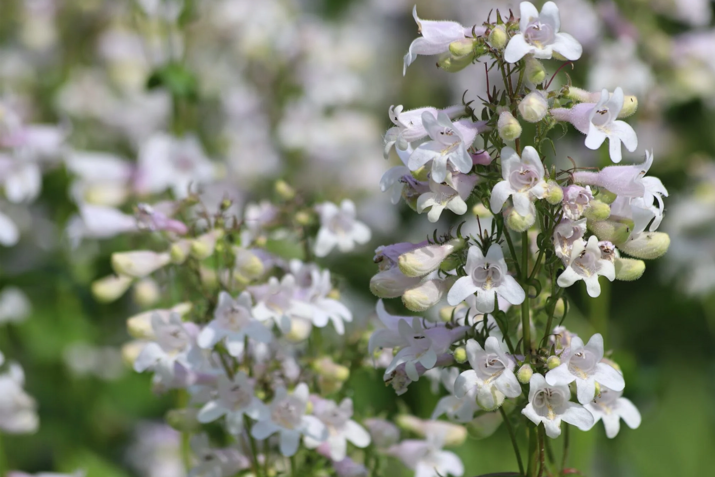 50 Seeds Penstemon Angustifolius | Native Perennial Blue Wildflower | Pollinator-Friendly Seeds for Wildflower Gardens