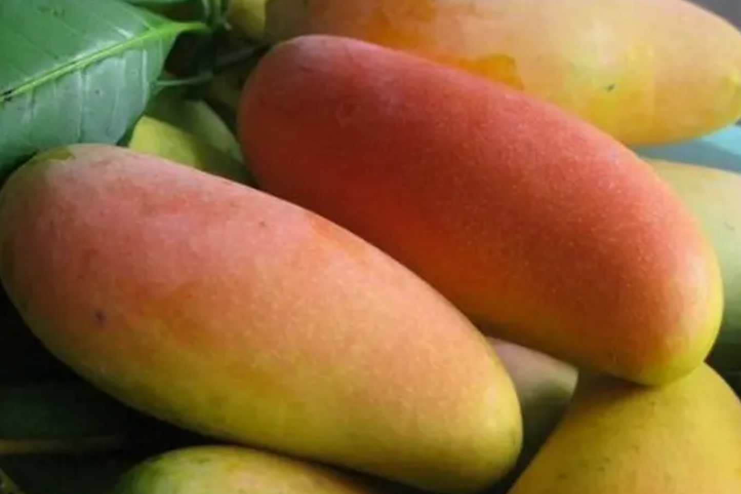 Mango Mahachanok Starter Plant Seedling – 12-24 Inches Live Fruit Tree – Sweet, Tangy, Fiber-Free Mangoes – Tropical Garden or Landscape