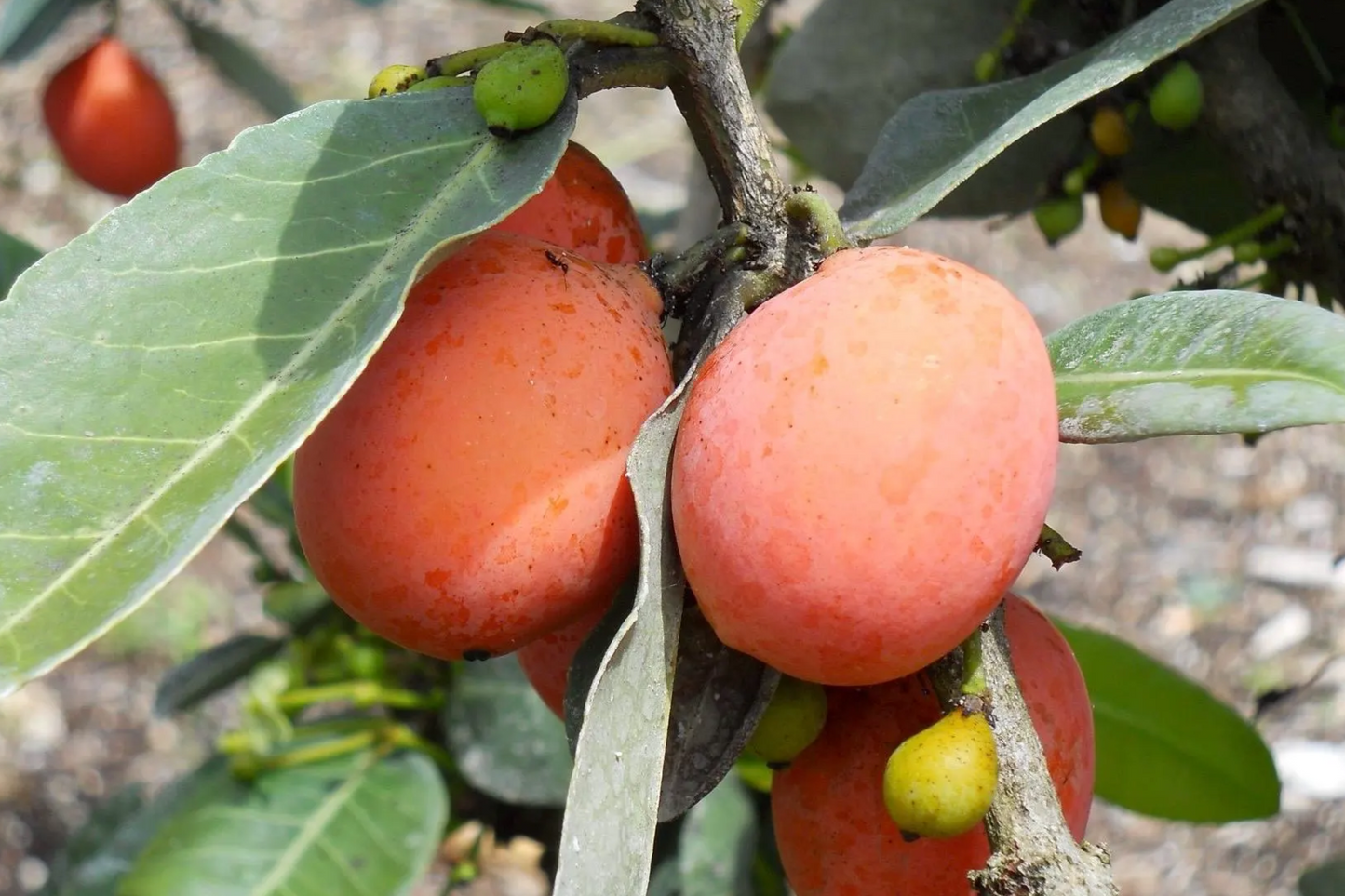 Yellow Mangosteen Starter Plant Seedling - Garcinia xanthochymus Live Fruit Tree, Tropical, Sweet & Tangy, 12-24 Inches Tall