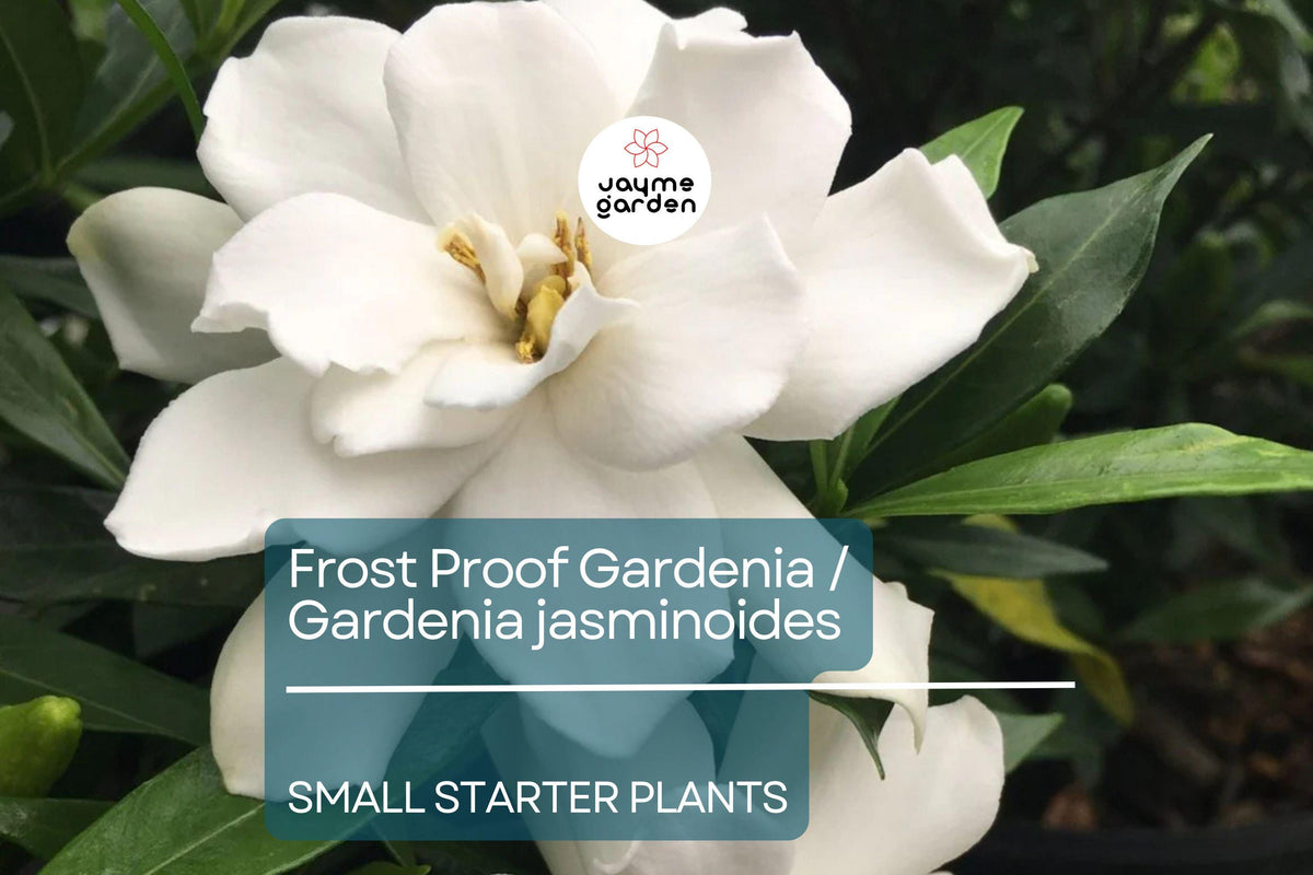 Frost Proof Gardenia Starter Plant, 7-10 Inches, Evergreen Shrub, Highly Fragrant Blooms, Gardenia jasminoides