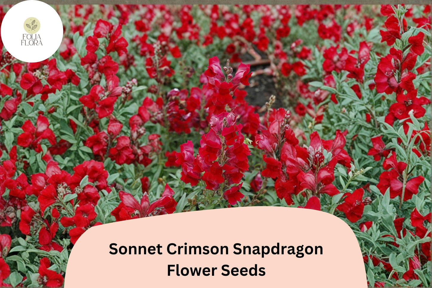 1000+ Sonnet Crimson Snapdragon Seeds | Deep Red Antirrhinum majus for Borders & Gardens