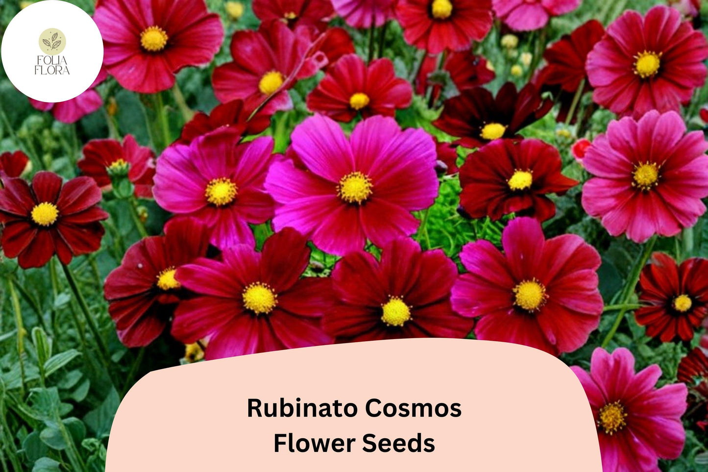 200+ Rubinato Cosmos Seeds | Vibrant Rose Red Cosmos Bipinnatus Annual Flowers