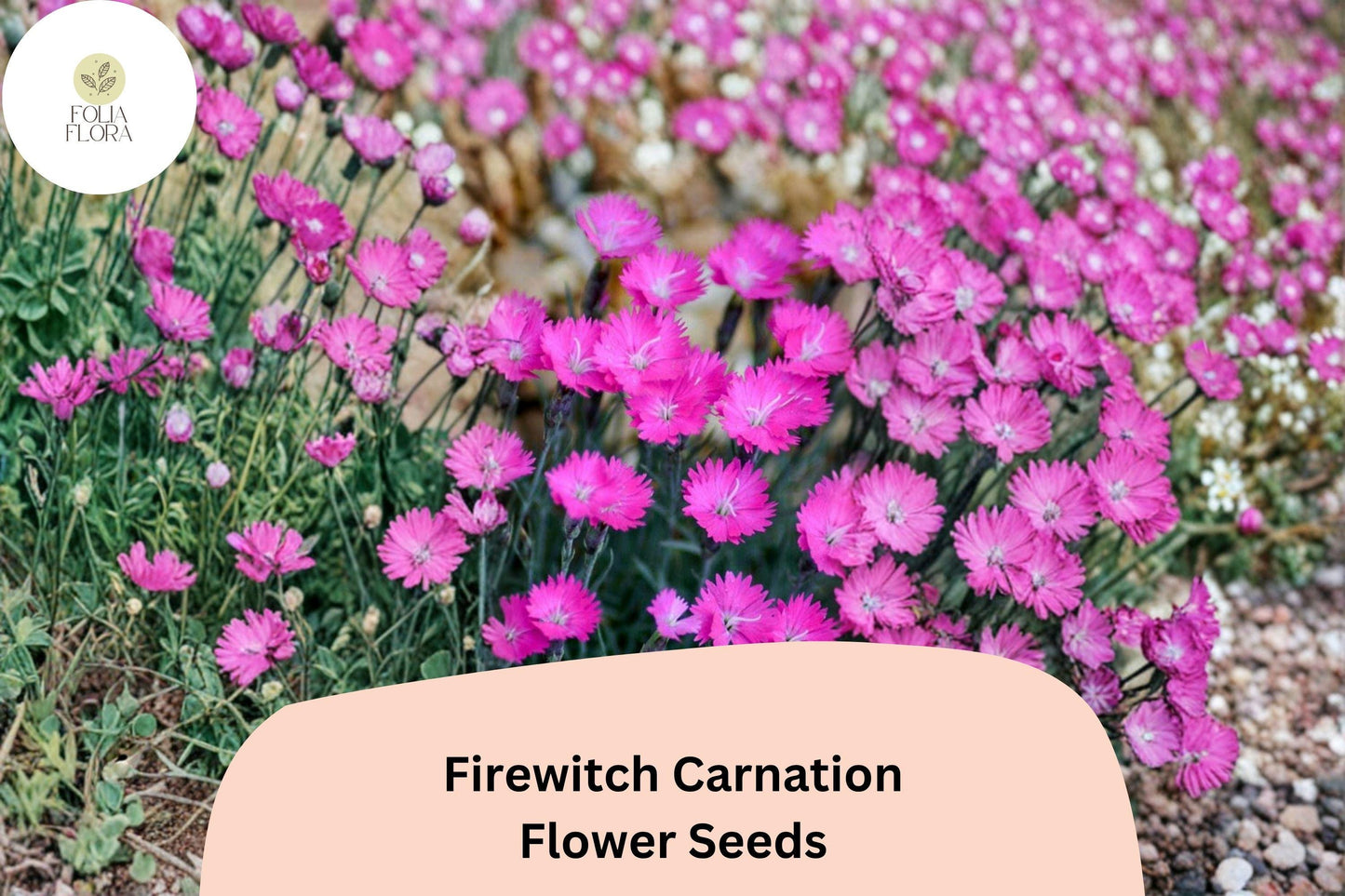 200+ Firewitch Carnation Seeds - Hardy Perennial with Fragrant Magenta-Pink Blooms