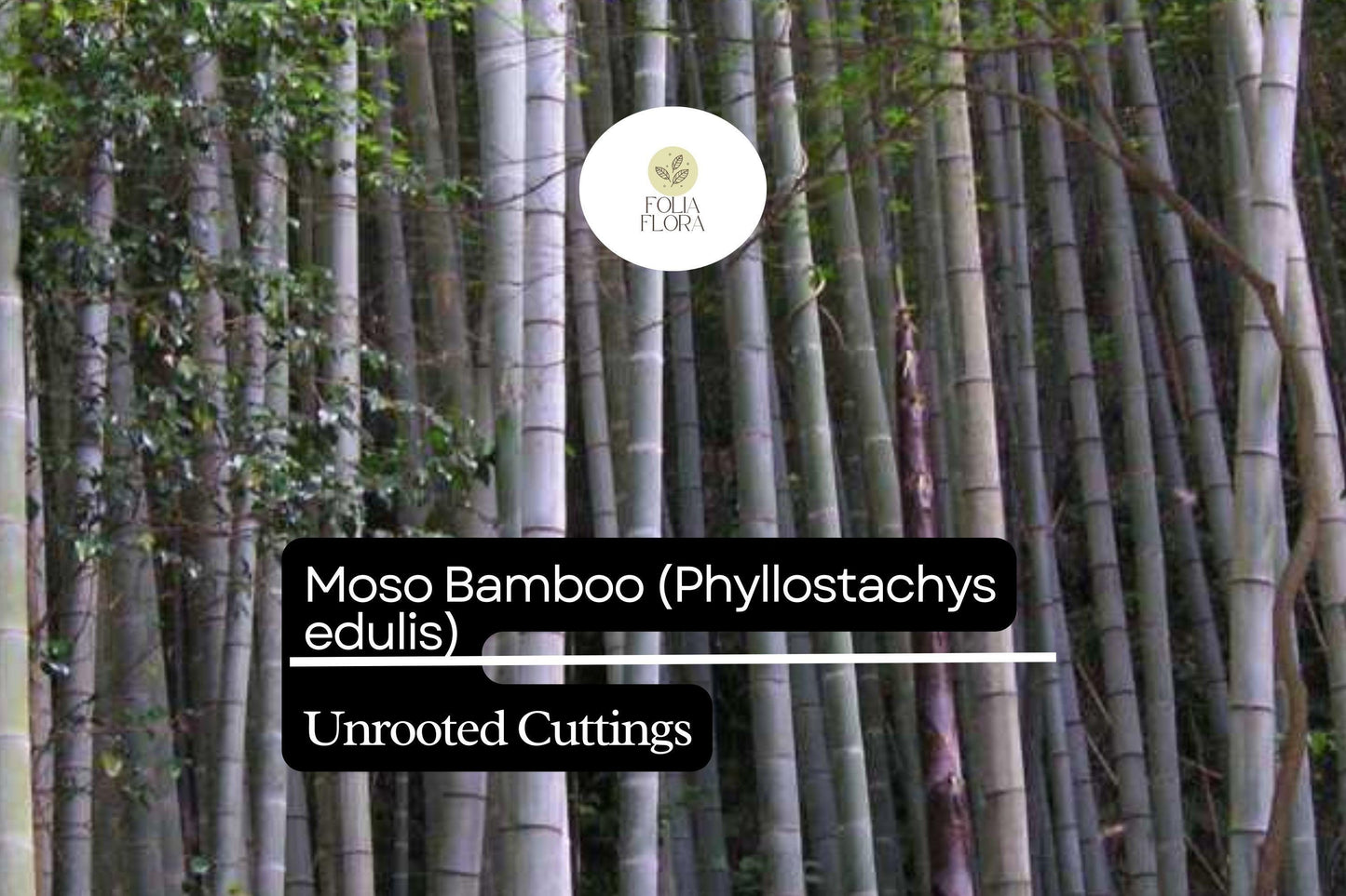 1 Unrooted Moso Bamboo Cutting (Phyllostachys edulis) - Fast-Growing Privacy Screen Plant