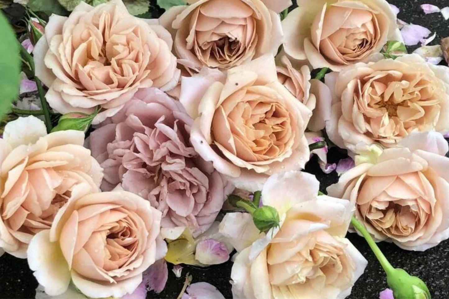 Super Rare Tantau Highgarden Rose Unrooted Cuttings | Fragrant Heirloom Garden Rose | Grafting or Rooting Plant
