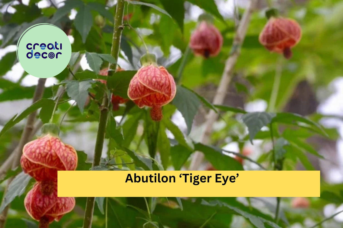 Abutilon ‘Tiger Eye’ Flowering Maple Live Rooted Starter Plant – Ornamental Shrub with Yellow-Orange Lantern Blooms